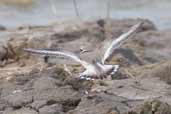 Ringed Plover, Minsmere, Suffolk, England, March 2005 - click for larger image