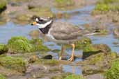 Ringed Plover, Dingle Peninsula, Co. Kerry, Ireland, July 2005 - click for larger image