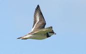 Ringed Plover, Tyninghame, East Lothian, Scotland, June 2002 - click for larger image