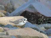 Immature Ringed Plover, Tyninghame, East Lothian, Scotland, June 2002 - click for larger image
