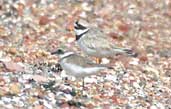 Adult & immature Ringed Plover, Tyninghame, East Lothian, Scotland, June 2002 - click for larger image