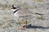 Adult Ringed Plover, Birsay, Mainland, Orkney, Scotland, May 2003 - click for larger image