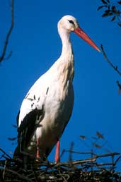 White Stork, Empordà, Spain, November 2001 - click for larger image