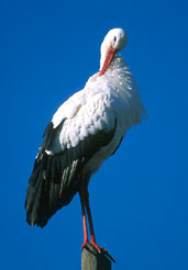 White Stork, Empordà, Spain, November 2001 - click for larger image