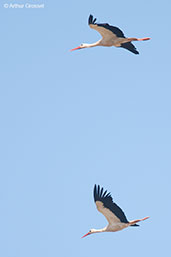 White Stork, Asni Valley, Morocco, April 2014 - click for larger image