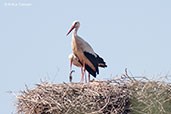 White Stork, Asni Valley, Morocco, April 2014 - click for larger image