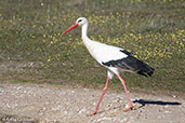 White Stork, Monfragüe, Spain, March 2018 - click for larger image