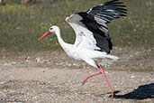 White Stork, Monfragüe, Spain, March 2018 - click for larger image
