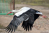 White Stork, Monfragüe, Spain, March 2018 - click for larger image