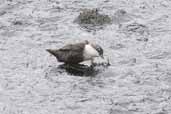 Dipper, River Spey, Invernessshire, Scotland, August 2005 - click for larger image