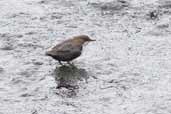 Dipper, River Spey, Invernessshire, Scotland, August 2005 - click for larger image