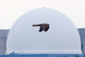 Female Marsh Harrier, Minsmere, Suffolk, England, March 2005 - click for larger image