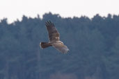 Female Marsh Harrier, Minsmere, Suffolk, England, March 2005 - click for larger image