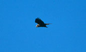 Female Marsh Harrier, Ebro Delta, Spain, November 2001 - click for larger image