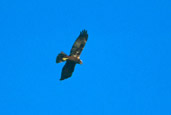 Female Marsh Harrier, Ebro Delta, Spain, November 2001 - click for larger image