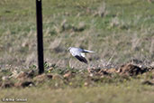 Hen Harrier, Monfrague NP, Spain, March 2018 - click for larger image