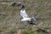 Hen Harrier, Monfrague NP, Spain, March 2018 - click for larger image