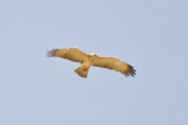 Short-toed Eagle, Green Mubazzarah, Al Ain, Abu Dhabi, March 2010 - click for larger image