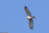 Short-toed Eagle, Monfrague NP, Spain, March 2018 - click for larger image