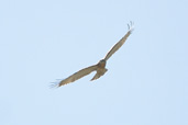 Short-toed Eagle, Bramiana Reservoir, Crete, October 2002 - click for larger image