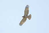 Short-toed Eagle, Bramiana Reservoir, Crete, October 2002 - click for larger image