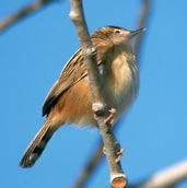 Zitting Cisticola, Ebro Delta, Spain, November 2001 - click for larger image