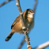 Zitting Cisticola, Ebro Delta, Spain, November 2001 - click for larger image