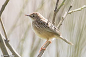 Zitting Cisticola, Monfrague NP, Spain, March 2017 - click for larger image