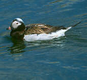 Male Long-tailed Duck, eclipse plumage (Captive) June 2001 - click for larger image