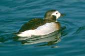 Female Long-tailed Duck, winter plumage (Captive) November 2001 - click for larger image