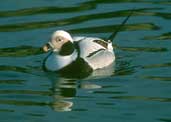 Male Long-tailed Duck, winter plumage (Captive) November 2001 - click for larger image