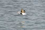 Male Long-tailed Duck, winter plumage, Musselburgh, Scotland, November 2002 - click for larger image