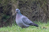 Stock Dove, Monks Eleigh, Suffolk, England, April 2018 - click for larger image