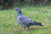 Stock Dove, Monks Eleigh, Suffolk, England, April 2018 - click for larger image