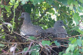 Woodpigeon, Monks Eleigh, Suffolk, England, September 2016 - click for larger image