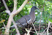 Woodpigeon, Monks Eleigh, Suffolk, England, September 2016 - click for larger image