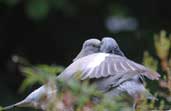 Woodpigeon, Edinburgh, Scotland, June 2002 - click for larger image