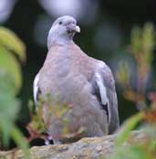 Woodpigeon, Edinburgh, Scotland, June 2002 - click for larger image