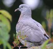 Woodpigeon, Edinburgh, Scotland, June 2002 - click for larger image