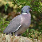 Woodpigeon, Edinburgh, Scotland, June 2002 - click for larger image