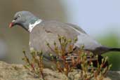 Woodpigeon, Edinburgh, Scotland, June 2002 - click for larger image