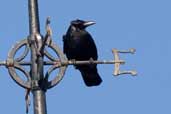 Carrion Crow, Edinburgh, Scotland, March 2005 - click for larger image