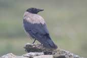 Hooded Crow, Cape Clear Island, Co. Cork, Ireland, July 2005 - click for larger image