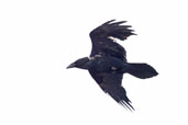 Raven, Dezadeash Lake, Yukon, Canada, May 2009 - click for larger image