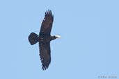 Raven, Ouarzazate, Morocco, April 2014 - click for larger image