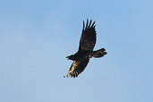 Raven, Kato Zacro, Crete, October 2002 - click for larger image