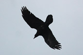 Raven, Mount Youchtas, Crete, November 2002 - click for larger image