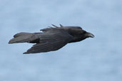 Raven, Westray, Orkney, Scotland, May 2003 - click for larger image