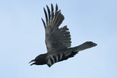 Raven, Westray, Orkney, Scotland, May 2003 - click for larger image