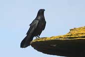 Raven, Westray, Orkney, Scotland, May 2003 - click for larger image